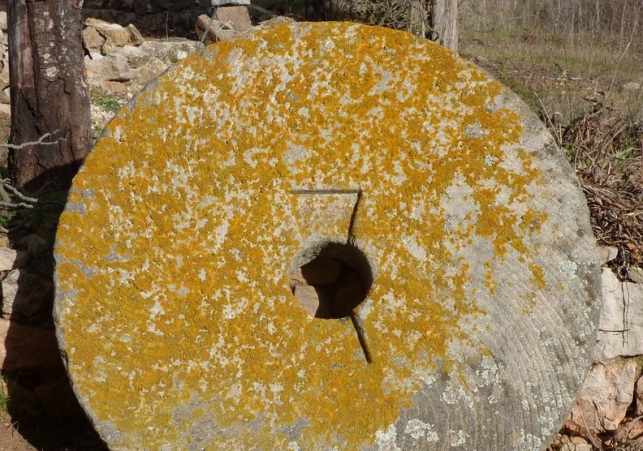 kolo mlynskie