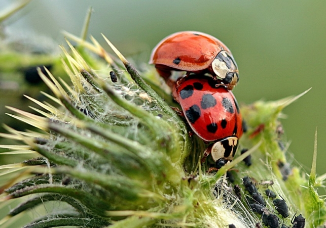 biedronki azjatyckie