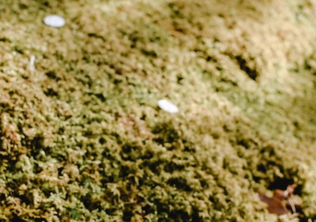 skarb monet piastowski