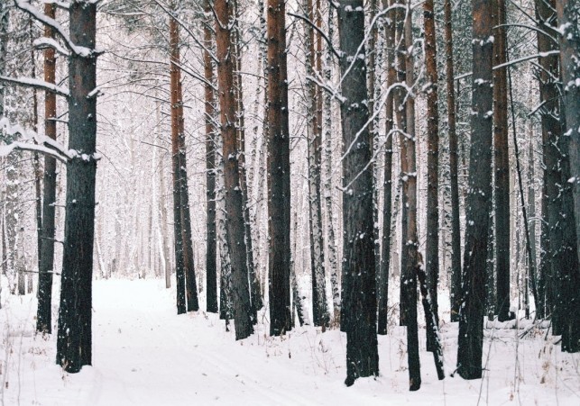 deportacja na syberie