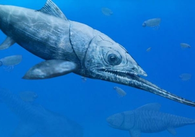 Alienacanthusem malkowskii