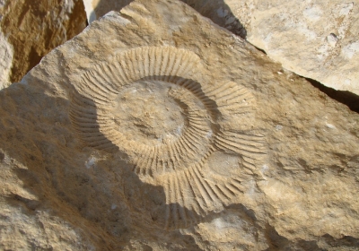 Odkrycia w Miedarach