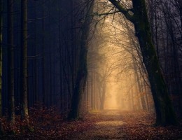 pexels-photo-1102912