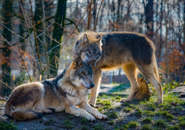 wilki w lasach